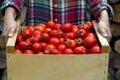 A woman`s hands are holding a box of tomatoes. Close-up girl`s hands with red tomatoes. Royalty Free Stock Photo