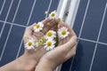 Woman`s hands are holding camomille flower growing through solar panel Royalty Free Stock Photo