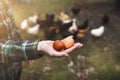 Woman`s hands holding a chicken eggs against of small garden with chickens. Diversity of chicken eggs.