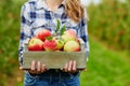 Woman's hands holding crate with red apples Royalty Free Stock Photo