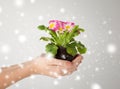 Woman's hands holding flower in soil Royalty Free Stock Photo
