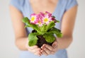 Woman's hands holding flower in soil Royalty Free Stock Photo