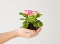 Woman's hands holding flower in soil Royalty Free Stock Photo