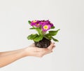 Woman's hands holding flower in soil Royalty Free Stock Photo