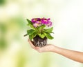 Woman's hands holding flower in soil Royalty Free Stock Photo