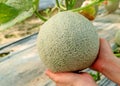 Woman`s Hands Holding a Fresh Muskmelon or Cantaloupe Fruit on the Tree with Care