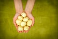 Woman's hands holding fresh potatoes close up shoot Royalty Free Stock Photo