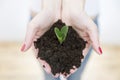 Woman`s hands holding green small plant in soil. Growth concept. Royalty Free Stock Photo