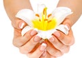 Woman's hands holding lily flower Royalty Free Stock Photo