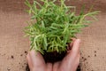 Woman`s hands holding Organic Rosemary Plant with roots in fertilized soil on natural burlap Rosmarinus officinalis in