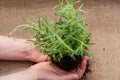 Woman`s hands holding Organic Rosemary Plant with roots in fertilized soil on natural burlap Rosmarinus officinalis in