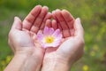 Woman`s hands holding pink gentle flower in nature