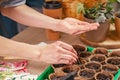 Woman`s hands holding plant seeds. Process of preparation prepended seedlings for the new season. Home gardening concept Royalty Free Stock Photo