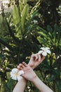 Woman`s hands holding plumeria or frangipani flowers in hands in tropical forest Royalty Free Stock Photo