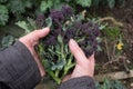 Autumn gardening - woman`s hands holding purple sprouting broccoli in garden Royalty Free Stock Photo