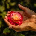 Woman`s hands holding a rose in the park of the Forbidden City or Gugong, Beijing, China