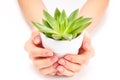 Woman`s hands holding succulent plant in white flowerpot.