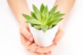 Woman`s hands holding succulent plant in white flowerpot.