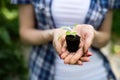 Woman`s hands holding tomato plant with ground Royalty Free Stock Photo