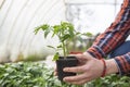 Woman`s hands holding tomato plant in the pot with ground Royalty Free Stock Photo