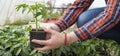 Woman`s hands holding tomato plant in the pot with ground Royalty Free Stock Photo