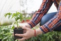 Woman`s hands holding tomato plant in the pot with ground Royalty Free Stock Photo