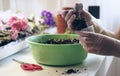 Transplant flowers in pots. Woman`s hands holding a young flower which transplants in soil ecology protection. Royalty Free Stock Photo