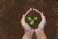 WomanÃ¢â¬â¢s Hands Holding Young Sprout For Transplanting With Copy Space