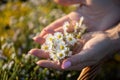 In a woman& x27;s hands lies an herb inflorescence - winterberry. The power of field herbs. Royalty Free Stock Photo