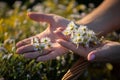 In a woman& x27;s hands lies an herb inflorescence - winterberry. The power of field herbs. Royalty Free Stock Photo