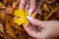 Woman`s hands with manicured nails collect fallen leaves Royalty Free Stock Photo