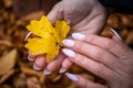 Woman`s hands with manicured nails collect fallen leaves Royalty Free Stock Photo