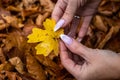 Woman`s hands with manicured nails collect fallen leaves Royalty Free Stock Photo