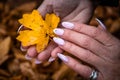 Woman`s hands with manicured nails collect fallen leaves Royalty Free Stock Photo