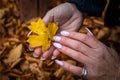 Woman`s hands with manicured nails collect fallen leaves Royalty Free Stock Photo