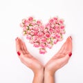 Flower composition. woman`s hands with pink roses heart on white background Royalty Free Stock Photo