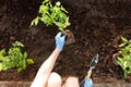 Woman`s hands planting tomato seedlings in greenhouse. Organic gardening and growth concept