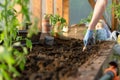 Woman`s hands planting tomato seedlings in greenhouse. Organic gardening and growth concept Royalty Free Stock Photo