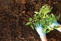 Woman`s hands planting tomato seedlings in greenhouse. Organic gardening and growth concept Royalty Free Stock Photo