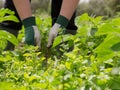 Woman`s hands removing weeds in an orchard. Working in an organic vegetable farm