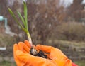 The woman`s hands in rubber gloves planting plant garlic. The concept of labor day and world environment day