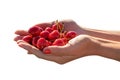 Woman's hands with a sweet cherry on a white background