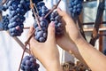 Woman's hands are taking down bunch of grapes