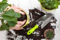 Woman`s hands transplanting plant a into a new pot. Home gardening relocating house plant