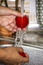 Woman`s hands washing red tomatoes under water Royalty Free Stock Photo