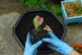 Woman`s hands wear blue rubber medical gloves showing beautiful Caladium tree plants or young plants preparing for planting
