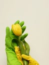Woman`s hands wearing yellow and green rubber gloves hold a yellow tulip