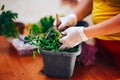 Woman`s hands in white gloves plant seedlings of tomato in plastic black pot at home. Transplanting seedlings in a pot Royalty Free Stock Photo