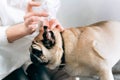 Woman`s hands with white manicure putting drops in pug`s ear. Concept of taking care of your pet