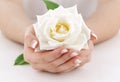 Woman's hands with white rose Royalty Free Stock Photo